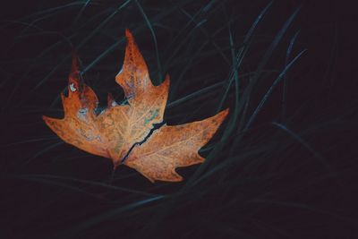 Close-up of dry maple leaf at night