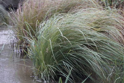 High angle view of grass growing on field