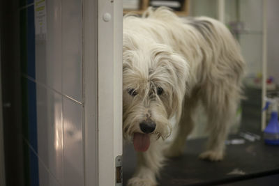 Dog at the vet. dog at the doctor office. treatment of a pet with injections and a dropper. 