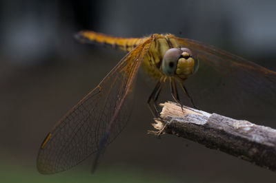 Close-up of dragonfly on twig