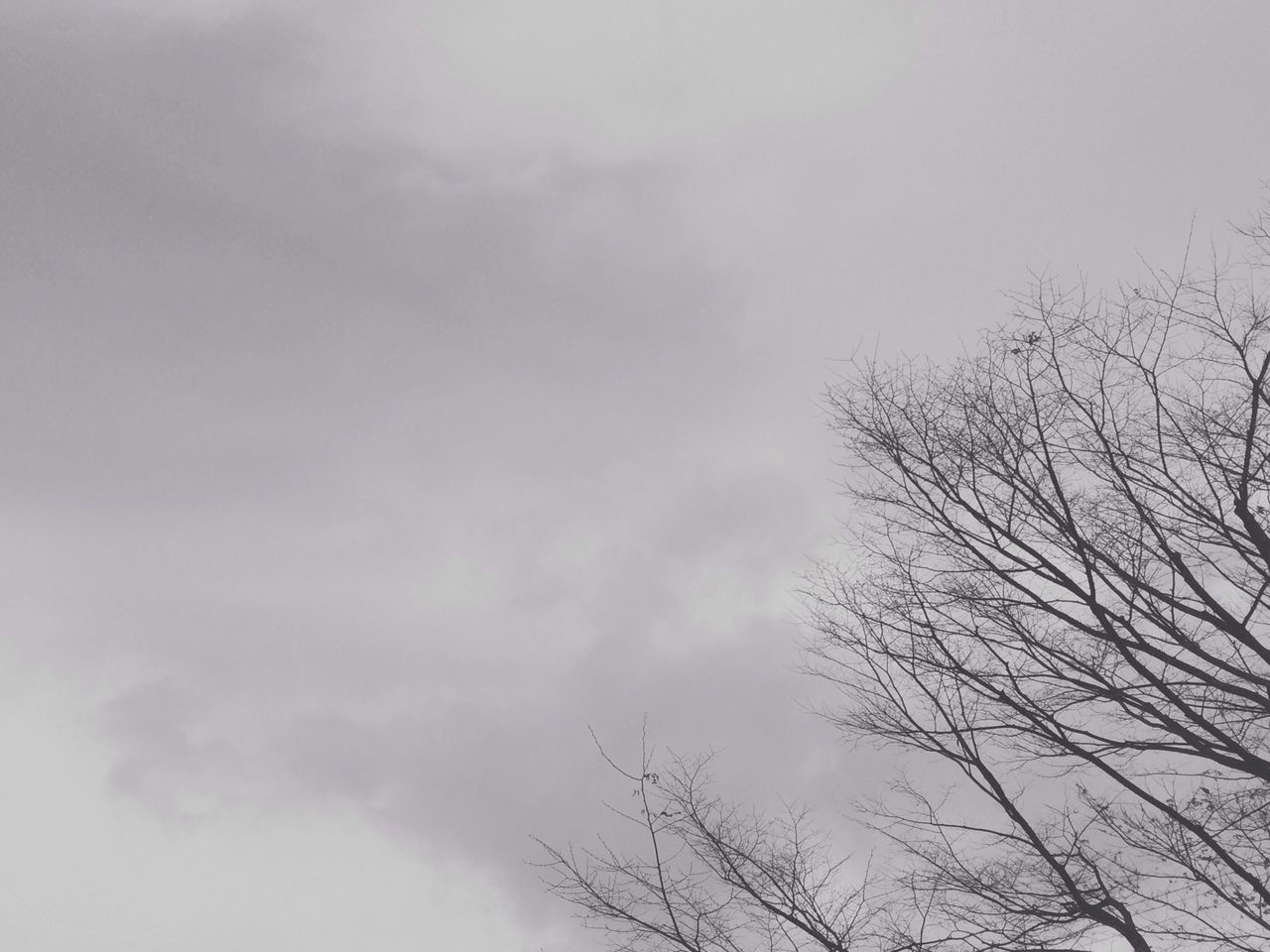 low angle view, sky, tree, cloud - sky, bare tree, tranquility, cloudy, nature, beauty in nature, weather, branch, scenics, tranquil scene, overcast, cloud, silhouette, outdoors, day, high section, no people