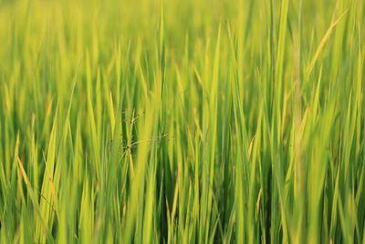 Close-up of wheat growing on field