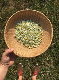 Cropped image of man holding daisy flowers in basket while standing on grassy field