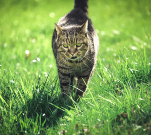 Portrait of a cat on field