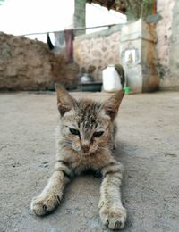 Portrait of cat sitting outdoors and looks at the camera