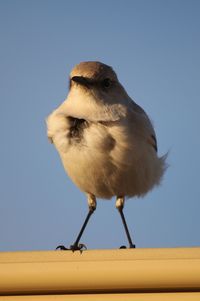 Close-up of bird perching on wood against clear sky