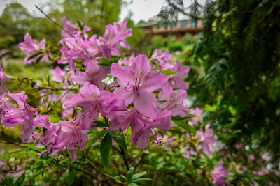 Close-up of pink flowering plants