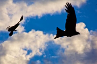 Low angle view of silhouette bird flying against sky