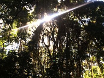 Low angle view of trees in forest