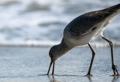 Close-up of seagull on beach