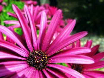 Close-up of pink flower blooming outdoors
