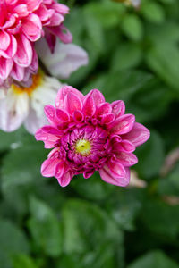 Close-up of pink flowering plant