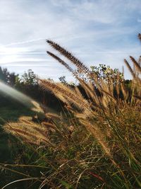 Close-up of stalks in field against sky