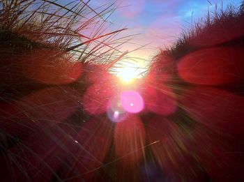 Sun shining through trees