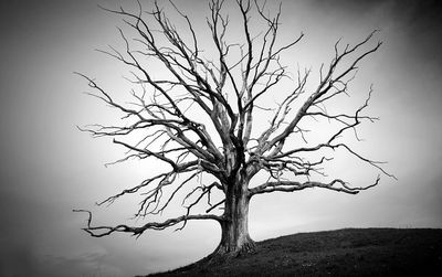 Bare trees on landscape
