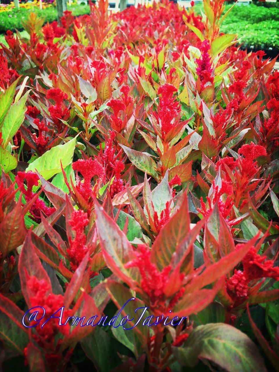 red, leaf, growth, freshness, beauty in nature, nature, plant, full frame, close-up, backgrounds, green color, abundance, day, orange color, outdoors, season, no people, tranquility, fragility, autumn