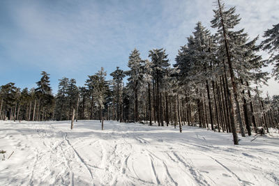 Pine trees on snow covered land against sky