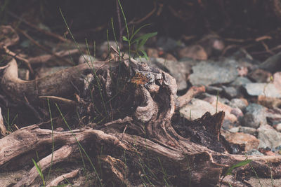 Close-up of driftwood on field