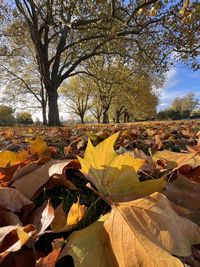 Autumn leaves on tree against sky