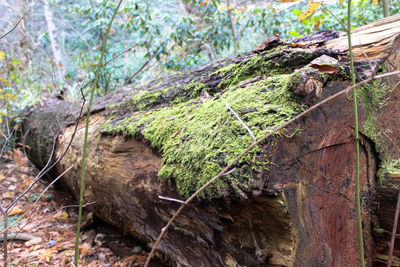 Close-up of lizard on tree in forest