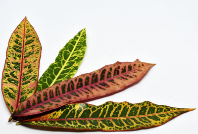 Close-up of leaves against white background