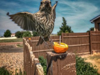 Close-up of bird flying against wooden wall