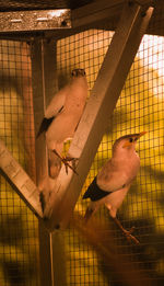 View of bird in cage