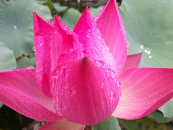 Close-up of wet pink flower blooming outdoors