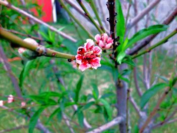 Close-up of pink flowers