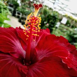 Close-up of red hibiscus flower