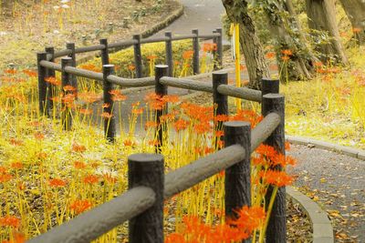 Metal fence and trees during autumn