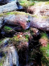 Moss growing on tree trunk in forest