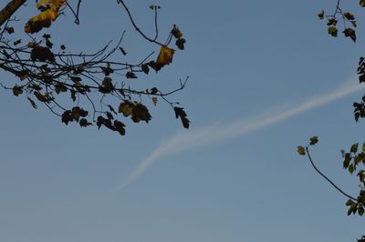 Low angle view of tree against clear sky