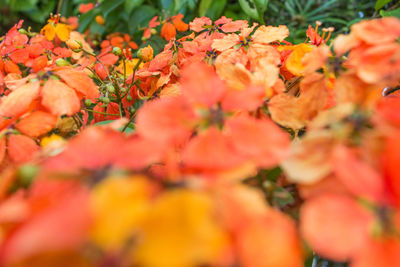 Close-up of orange flowers