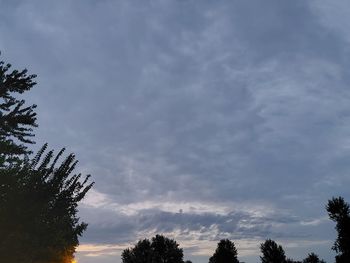 Low angle view of trees against sky