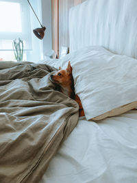 Dog lying on bed