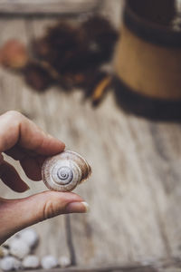 Close-up of snail