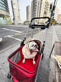 High angle view of dog on street