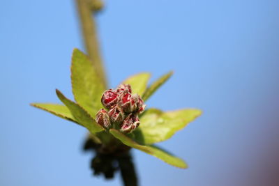 Low angle view of red flowering plant