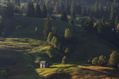 Scenic view of trees on field