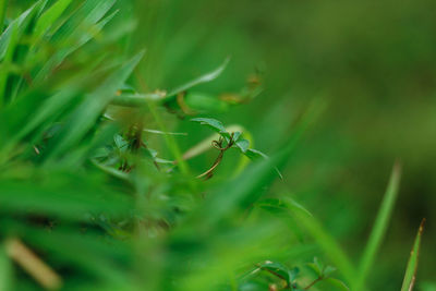 Close-up of insect on plant
