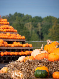 Close-up of pumpkins during autumn against sky