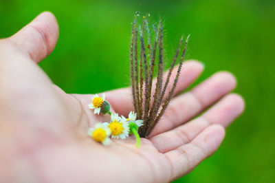 Close-up of hand holding plant