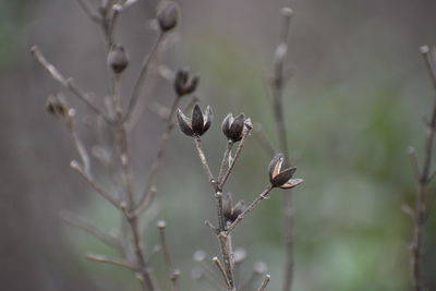 Close-up of flower buds growing outdoors