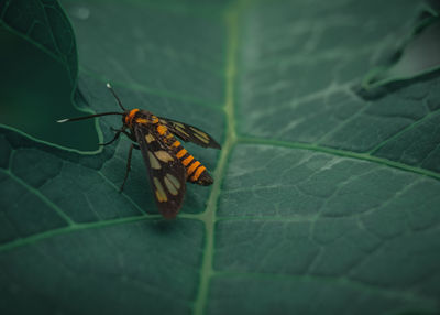 Close-up of insect on leaf