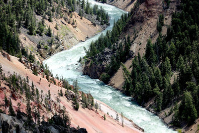 High angle view of river amidst trees