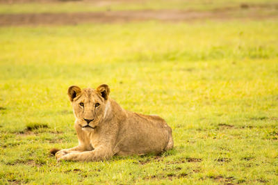 Portrait of lion relaxing on grass