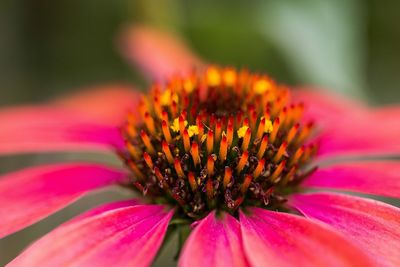 Close-up of passion flower blooming outdoors