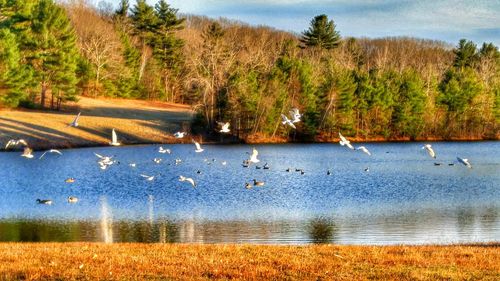 Calm lake with trees in background