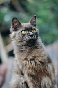 Close-up portrait of cat